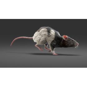 3D Rat Fur Animated 4
